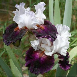 Ирис Germanica (Бородатый) Starring