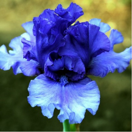 Ірис Germanica (Бородатий) Tokatte Falls