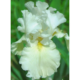 Ірис Germanica (Бородатий) White