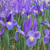 Ірис Hollandica Blue Magic