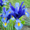 Ірис Hollandica Blue Magic