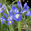 Ірис Hollandica Blue Magic