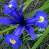 Ірис Hollandica Blue Magic