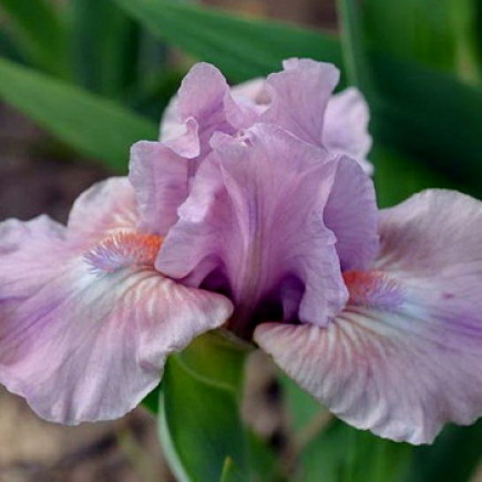 Ірис карликовий Lilla Roza