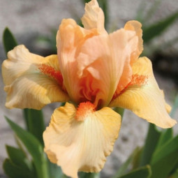 Ірис Pumila (карликовий) Tickled Peach