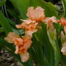 Ірис Pumila (карликовий) Tickled Peach