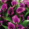 Кала Purple Sensation