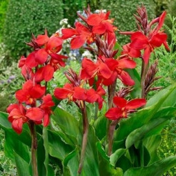 Канна Firebird