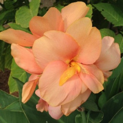 Канна Salmon Pink