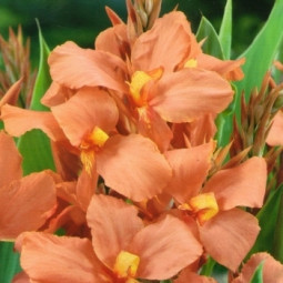 Канна Salmon Pink
