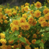 Керрія японська Pleniflora