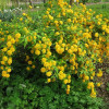 Керрія японська Pleniflora