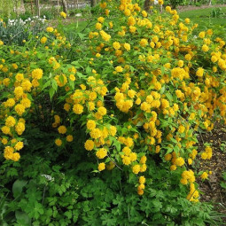 Керрія японська Pleniflora