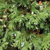Кипарисовик Variegata (Варієгата) контейнер 0.5 л