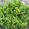 Кипарисовик Variegata (Варієгата) контейнер 0.5 л