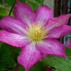Клематис Asao