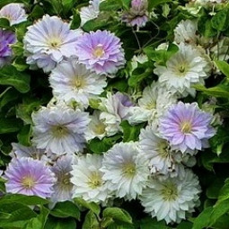 Клематис Belle of Woking контейнер 0.5 л Клематис Belle of Woking контейнер 0.5 л