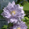 Клематис Belle of Woking контейнер 0.5 л