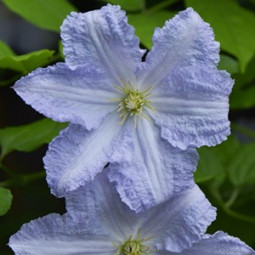 Клематис Blue Angel контейнер 0.5 л
