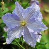Клематис Blue Angel контейнер 0.5 л