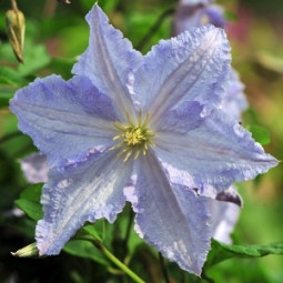 Клематис Blue Angel контейнер 0.5 л