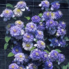 Клематис Blue Light контейнер 0.5 л