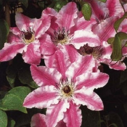 Клематис Capitan Thuilleaux контейнер 0.5 л