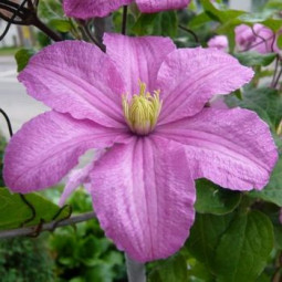 Клематис Comtesse de Bouchaud Клематис Comtesse de Bouchaud