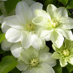 Клематис Guernsey Cream контейнер 0.5 л Клематис Guernsey Cream контейнер 0.5 л
