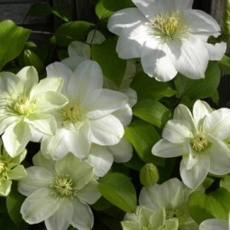 Клематис Guernsey Cream контейнер 0.5 л Клематис Guernsey Cream контейнер 0.5 л