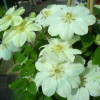 Клематис Guernsey Cream контейнер 0.5 л
