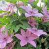 Клематис Hagley Hybrid контейнер 0.5 л