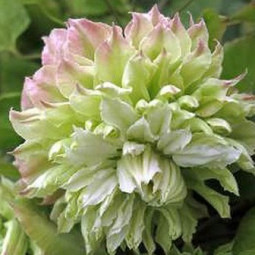 Клематис Midori