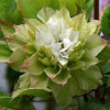 Клематис Midori