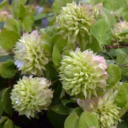 Клематис Midori