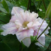 Клематис Prinsesse Alexandra контейнер 0.5 л