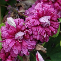 Клематис Purpurea Plena Elegans контейнер 0.5 л Клематис Purpurea Plena Elegans контейнер 0.5 л