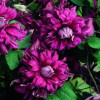 Клематис Purpurea Plena Elegans контейнер 0.5 л