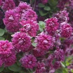 Клематис Purpurea Plena Elegans контейнер 0.5 л Клематис Purpurea Plena Elegans контейнер 0.5 л