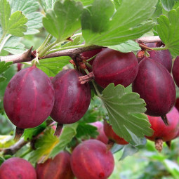 Аґрус Хіннонмакі Ред