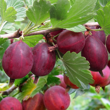 Аґрус Хіннонмакі Ред