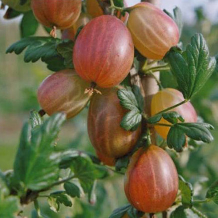 Крыжовник Ксения