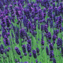 Лаванда вузьколиста Hidcote