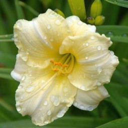 Лілійник Longfields Pearl