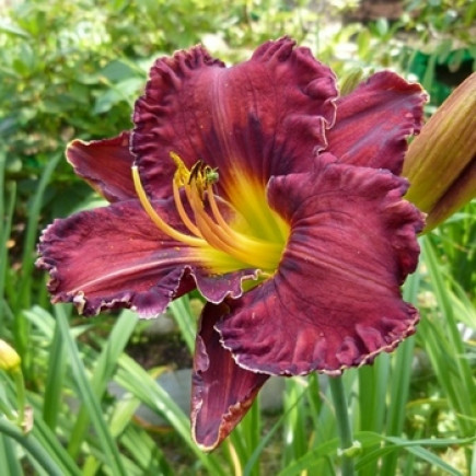 Лілійник Purplelicious