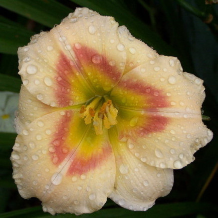 Лілійник Siloam Ethel Smith