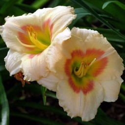 Лілійник Siloam Ethel Smith