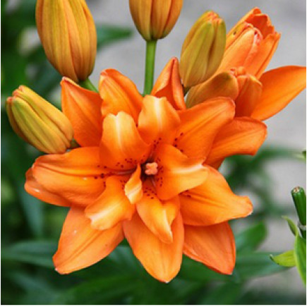 Лілія азіатська махрова Orange Twins