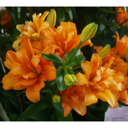 Лілія азіатська махрова Orange Twins