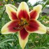 Лілія ОТ гібрид Red Dutch